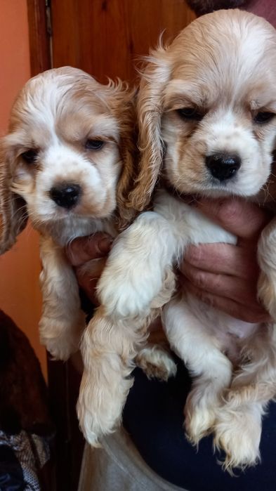 Дівчатка і хлопчики американський кокер-