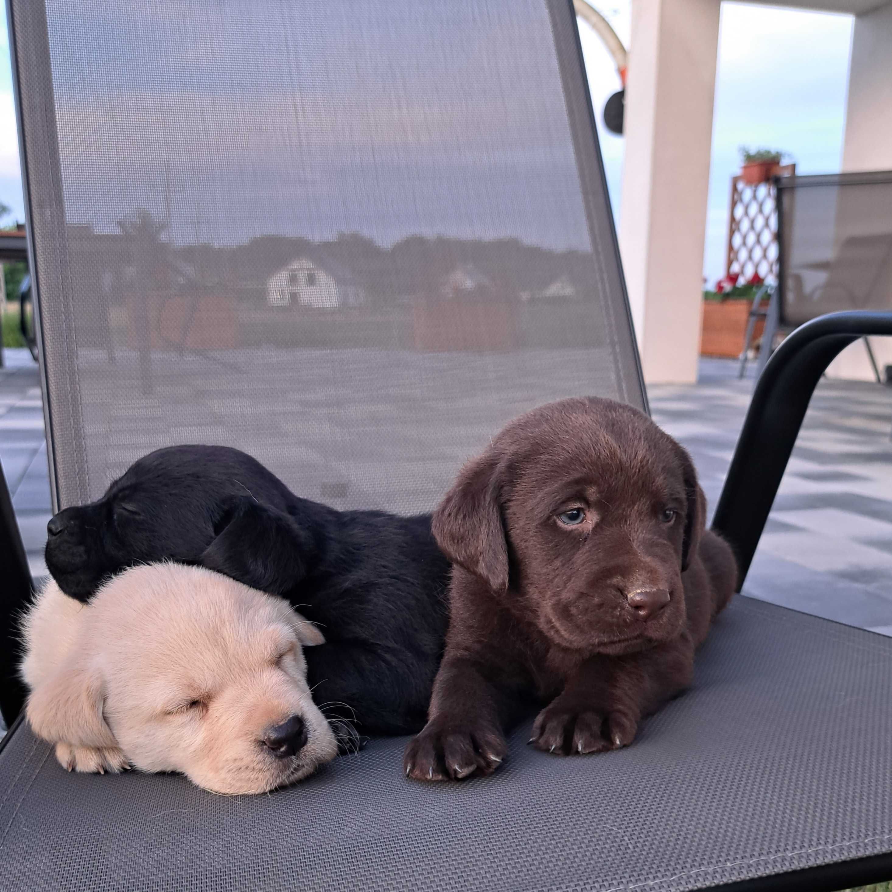 Lablador Retriever