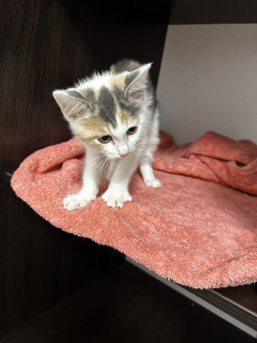 Віддамо кішечку в добрі руки