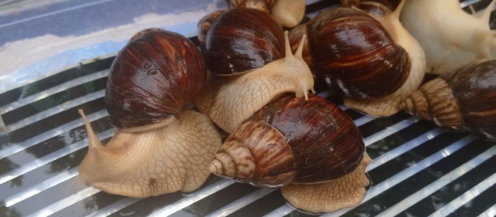 Выведу улиток на заказ