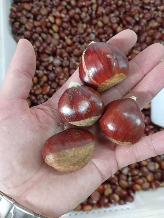 Vendo castanha martainha