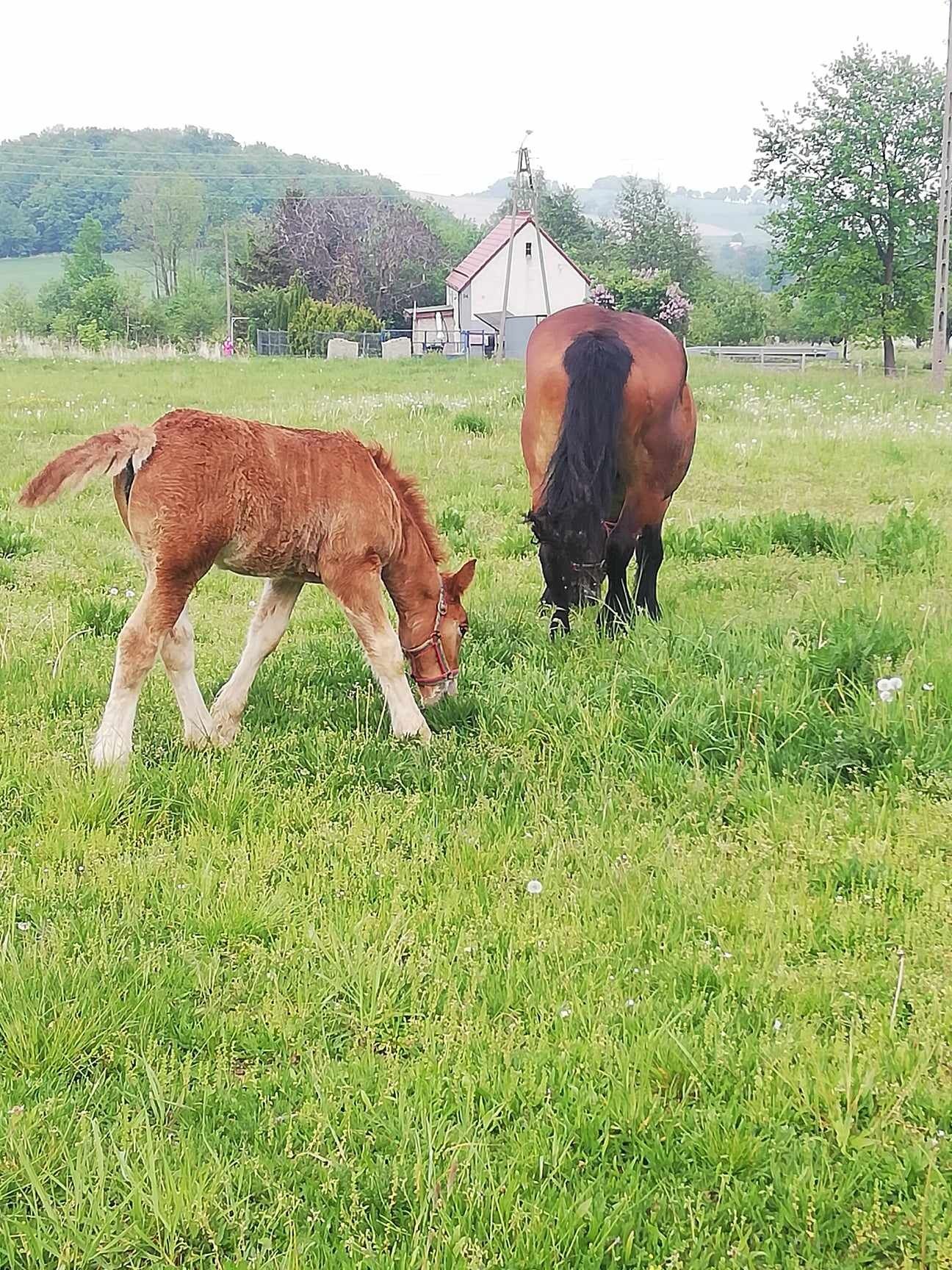 Klacz zimnokrwista