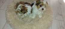 York terrier biewer