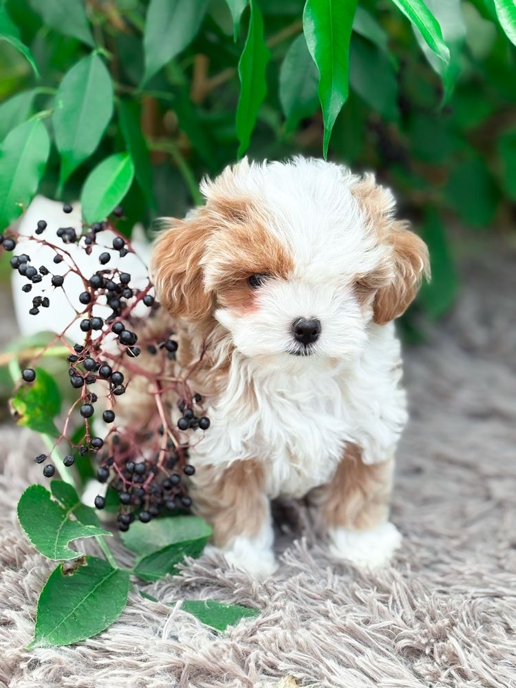 Mini Maltipoo bardzo inteligentna suczka po szkoleniu