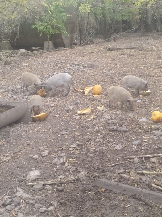 Угорська мангалиця