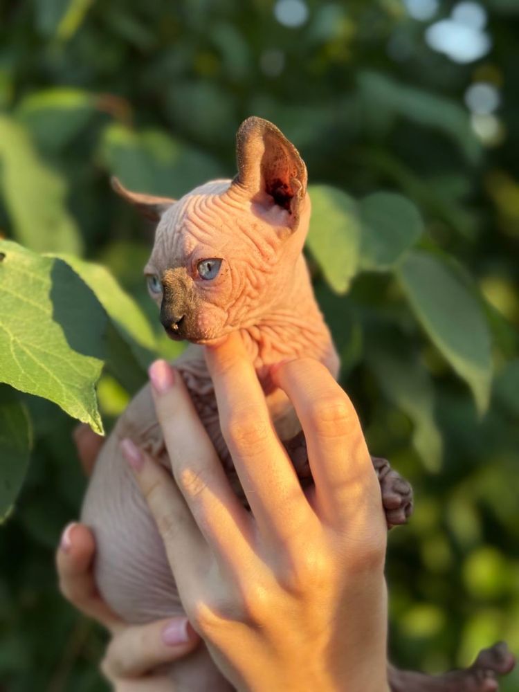 Шикарні кошенятка сфінкс