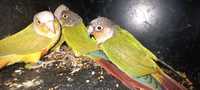 Papużki kolorowe ZAMIANA