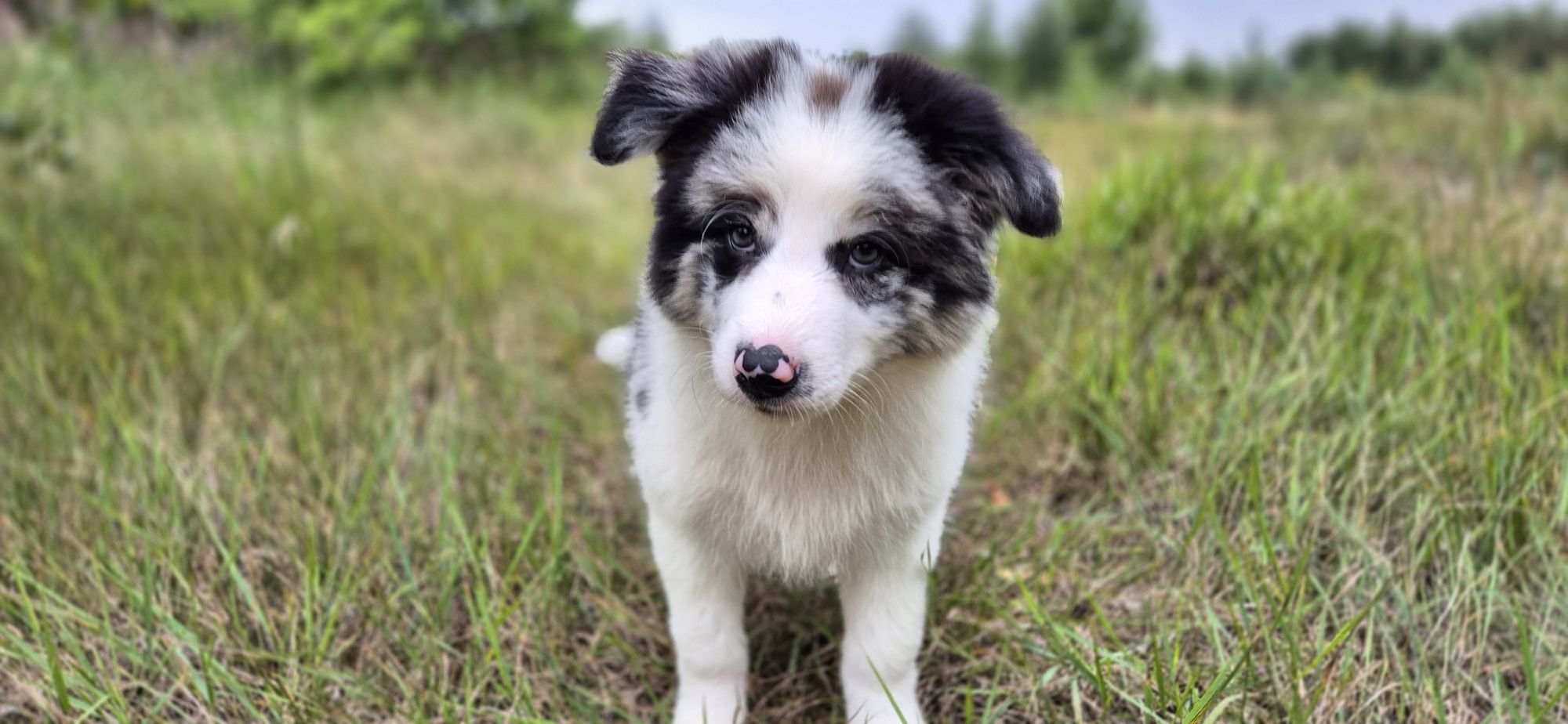 Suczka border collie