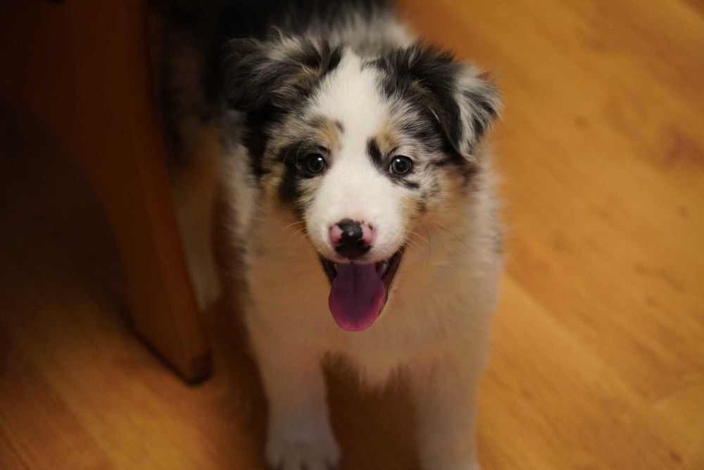 Border Collie blue merle piesek