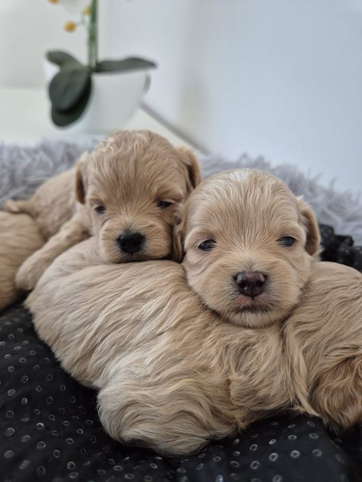 Maltipoo f1 Maltańczyk - Pudel