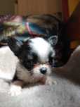 Malutki chłopczyk Chihuahua długowłosy