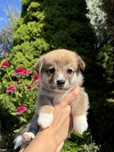 Szczeniak Welsh Corgi Pembroke chłopiec ZKwP FCI