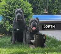 Щенки офіційного питомника-Cane corso