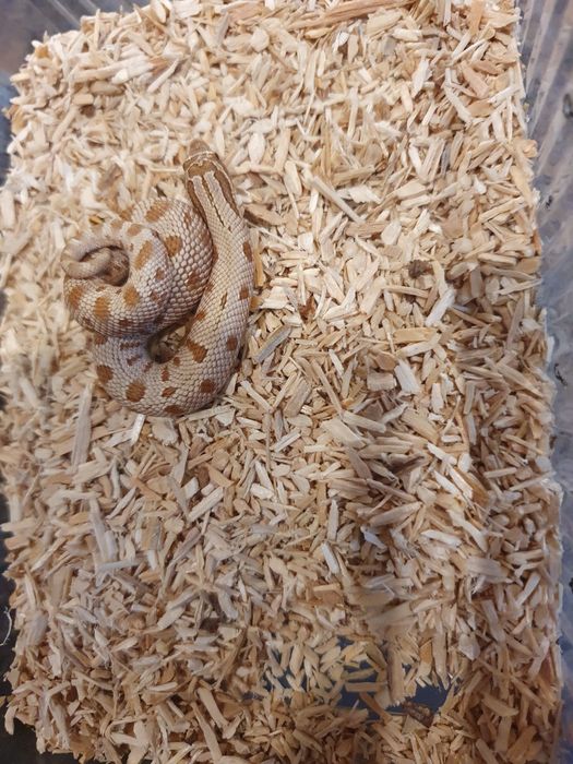 Heterodony zachodnie toffee conda 50% het albino