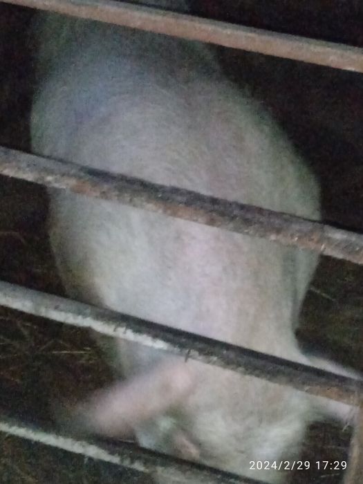 Продам хряка на племя