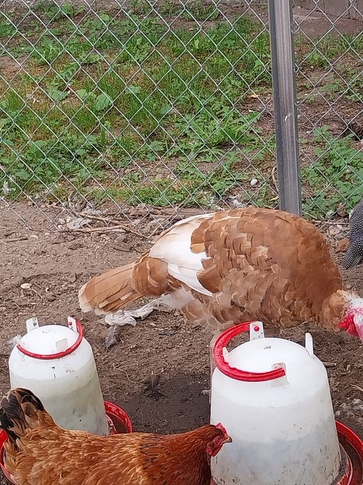 Sprzedam indora tegoroczny