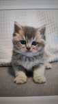 Gatinha British Shorthair Golden Blue