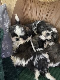 Shih tzu pieski