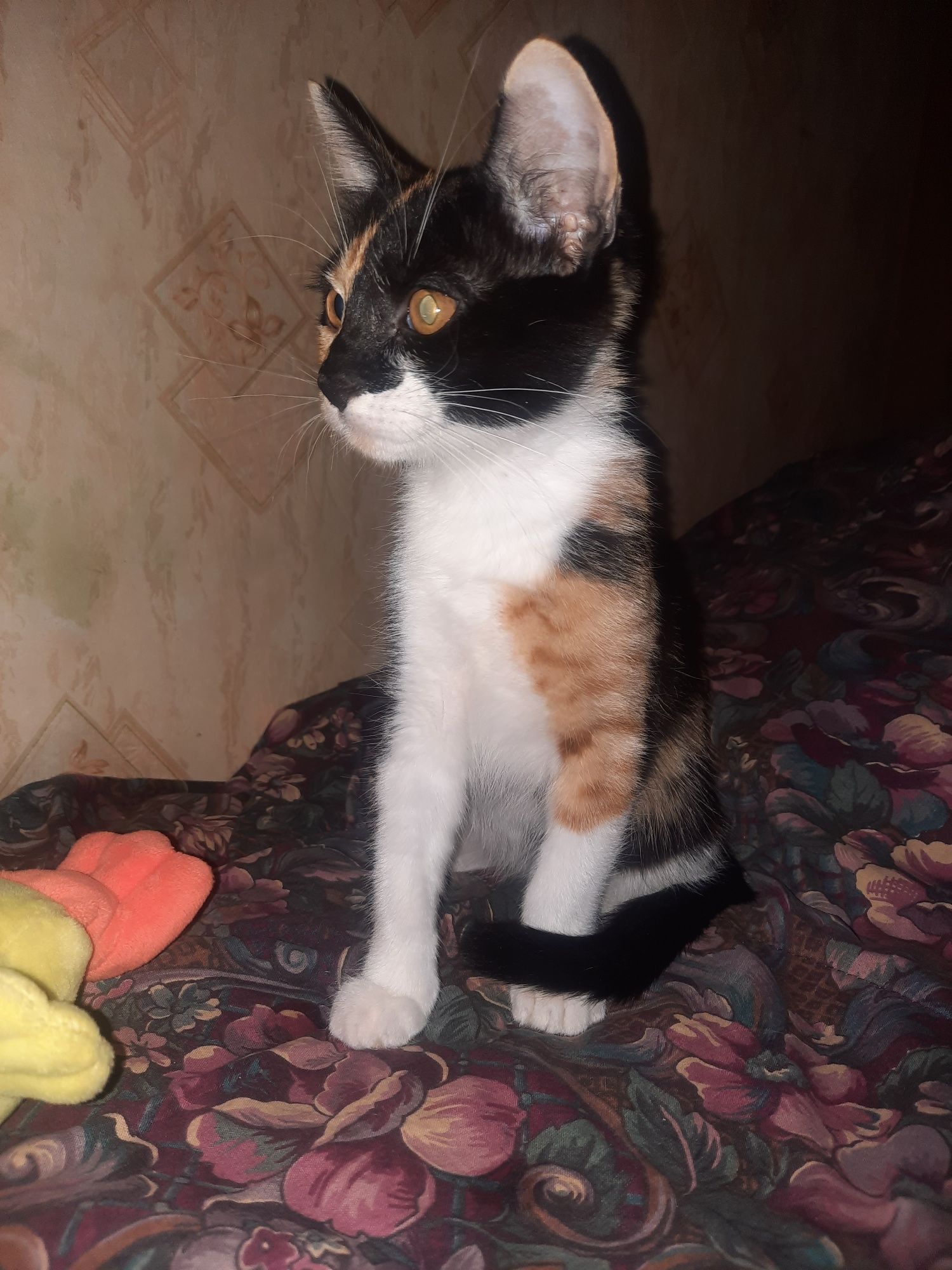 Котёнок ищет любящую семью