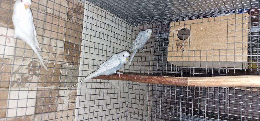 Periquitos inglêses