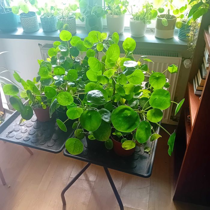 Pilea peperomioides - Pieniążek – duże okazy z małymi baby pilea