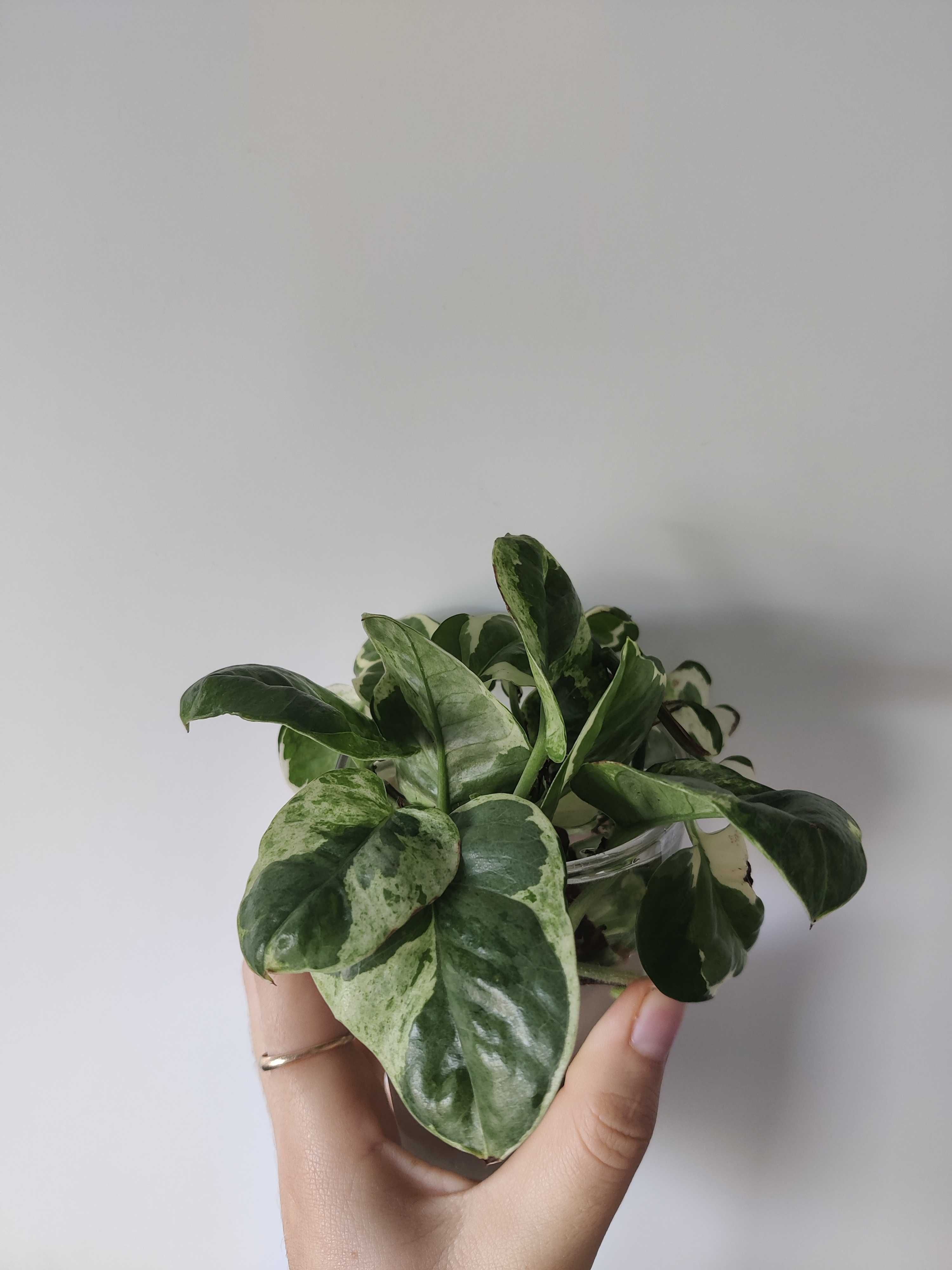 Pothos N'joy (fresh cuttings)