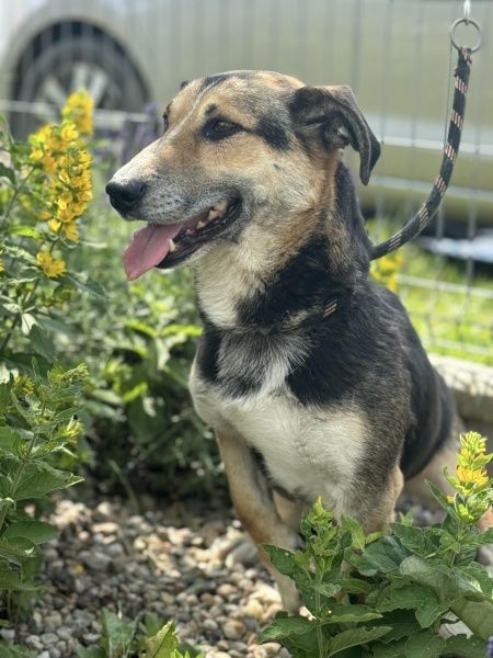Bajer do adopcji!