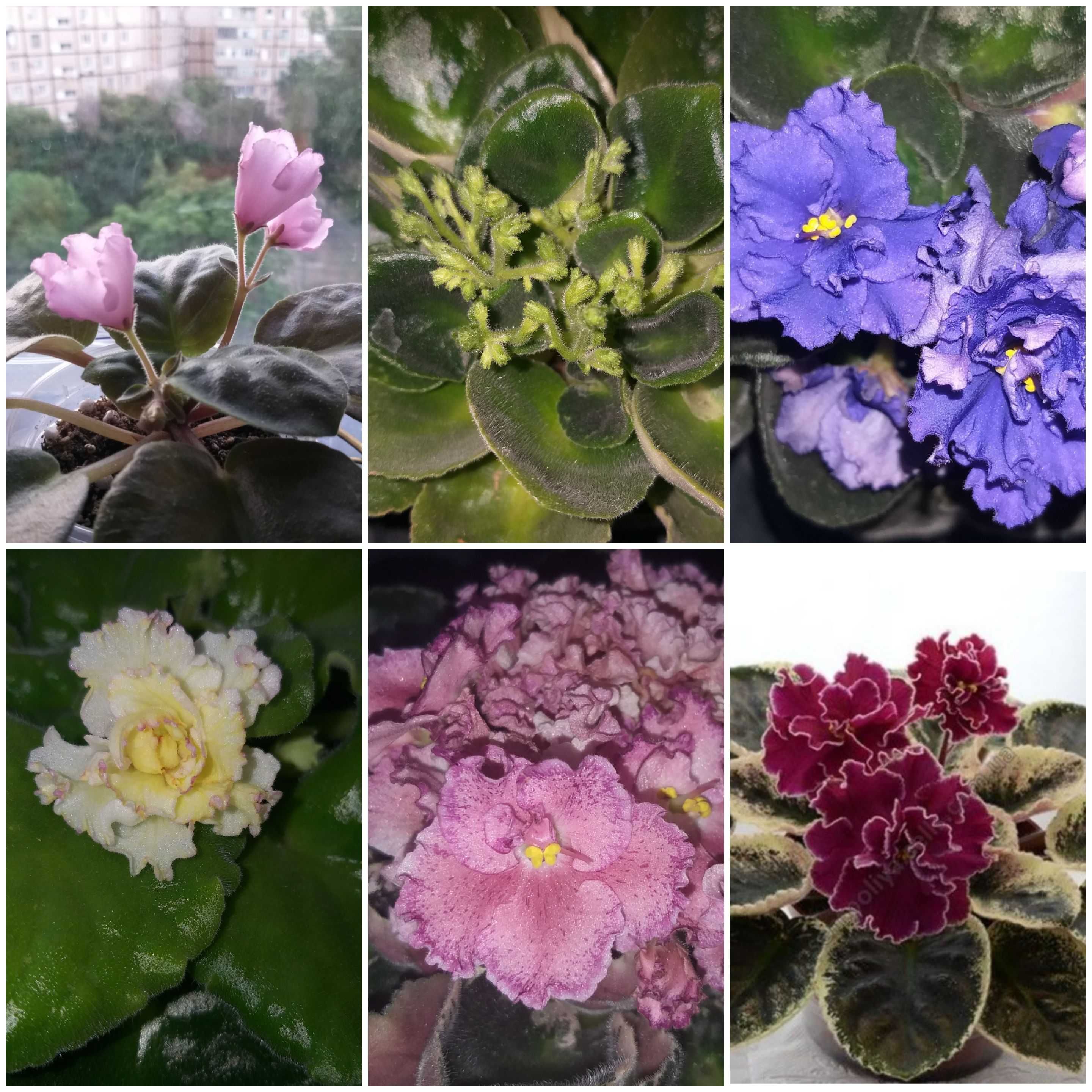 Фіалки. Листочки. Дітки.