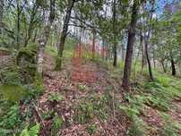 Terreno Florestal, Sande