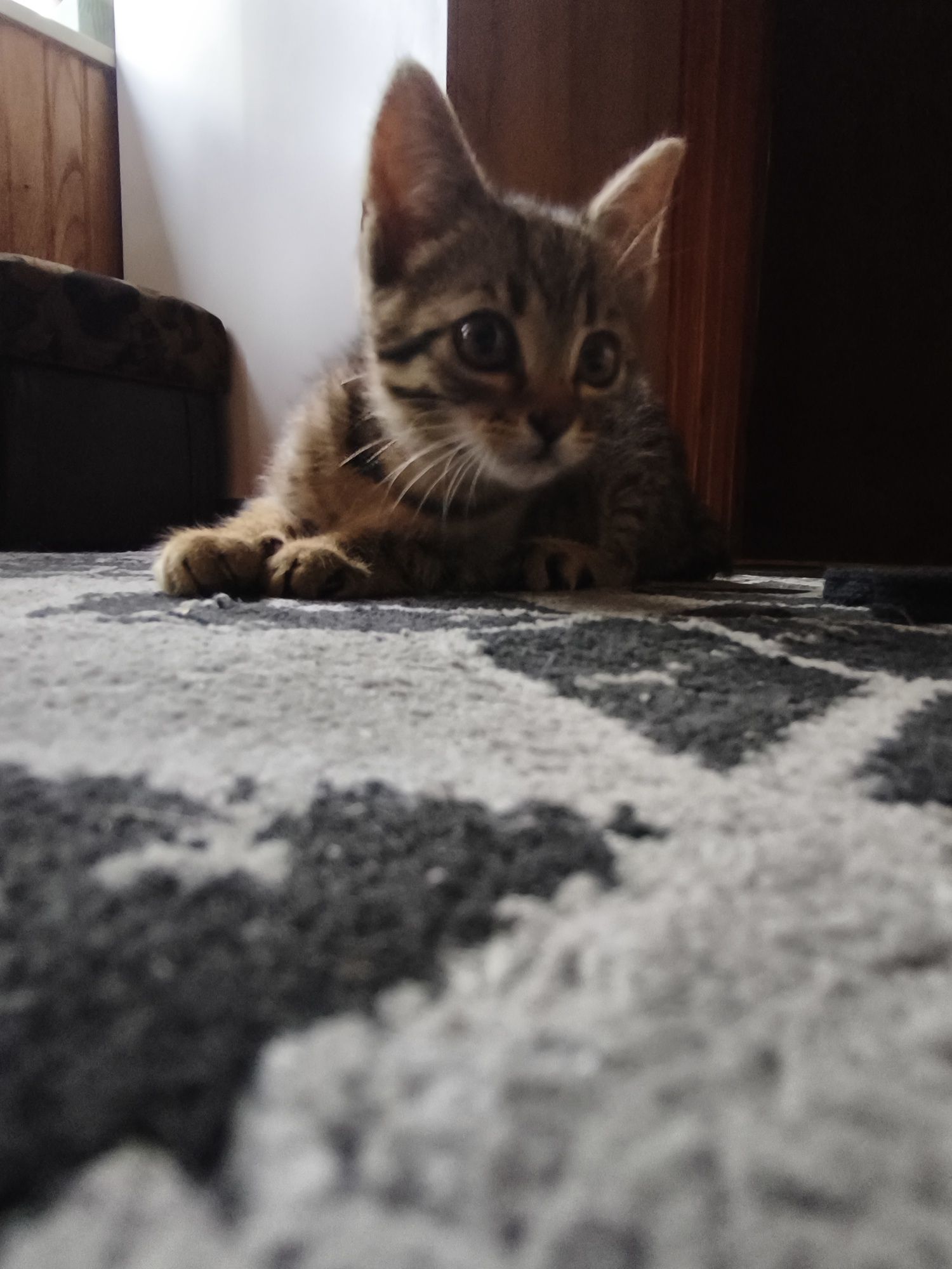 Mały kot do oddania za darmo