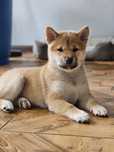 Shiba inu - czerwona suczka FCI
