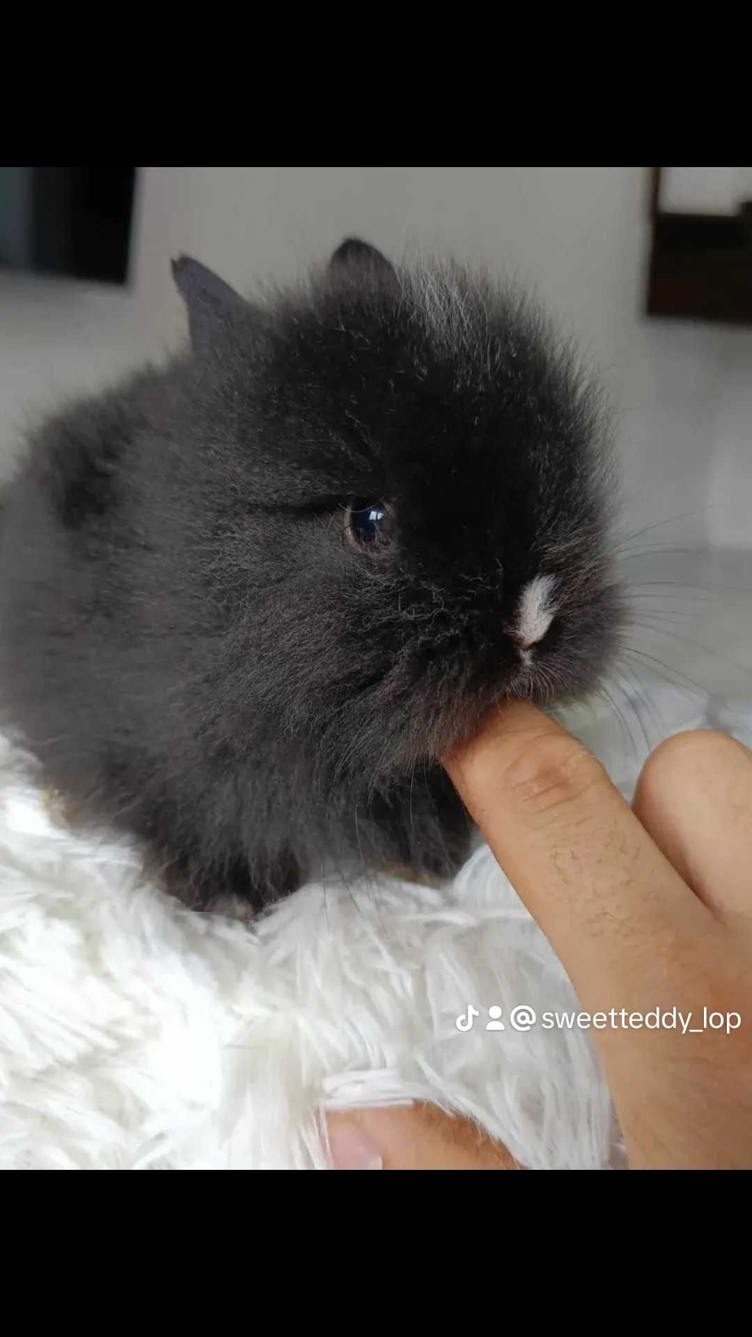 Mini lop karzełek Teddy hodowla zarejestrowana