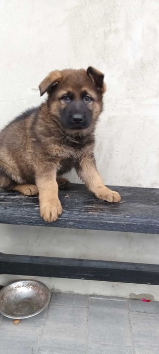 Owczarek Niemiecki  krótkowłosy potężny