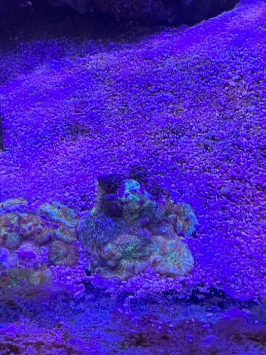Korale do akwarium