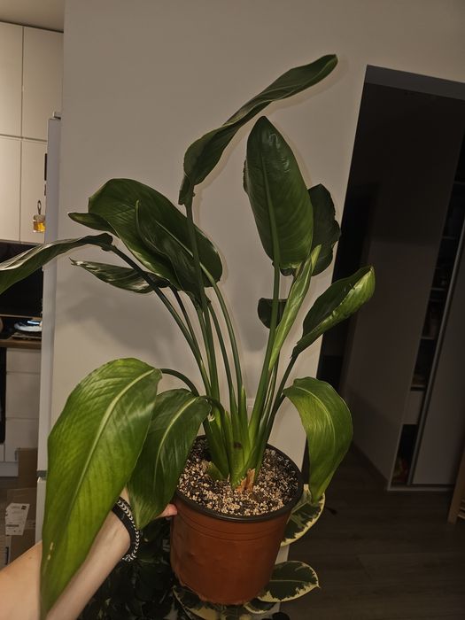 Fikus, filodendron, rhaphidophora, dieffenbachia, strelicja, zamiokulk