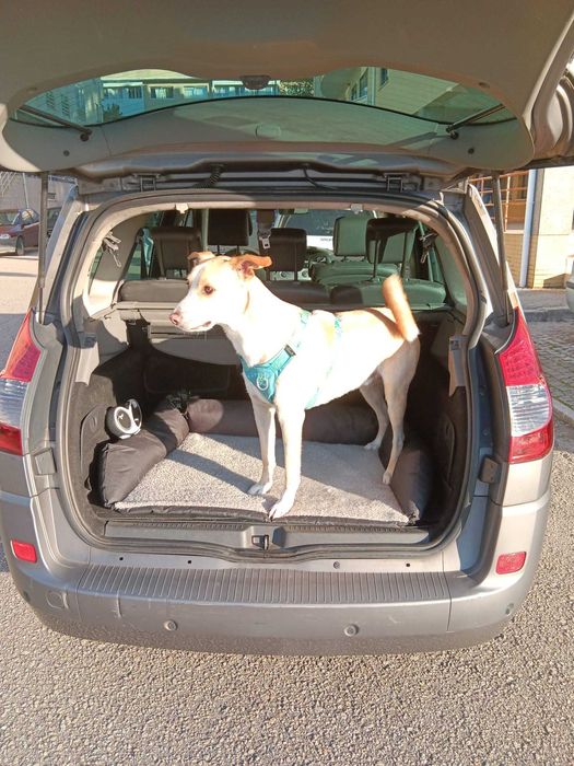 Renault Scénic 1.5 dCi 2008  – 7 Lugares