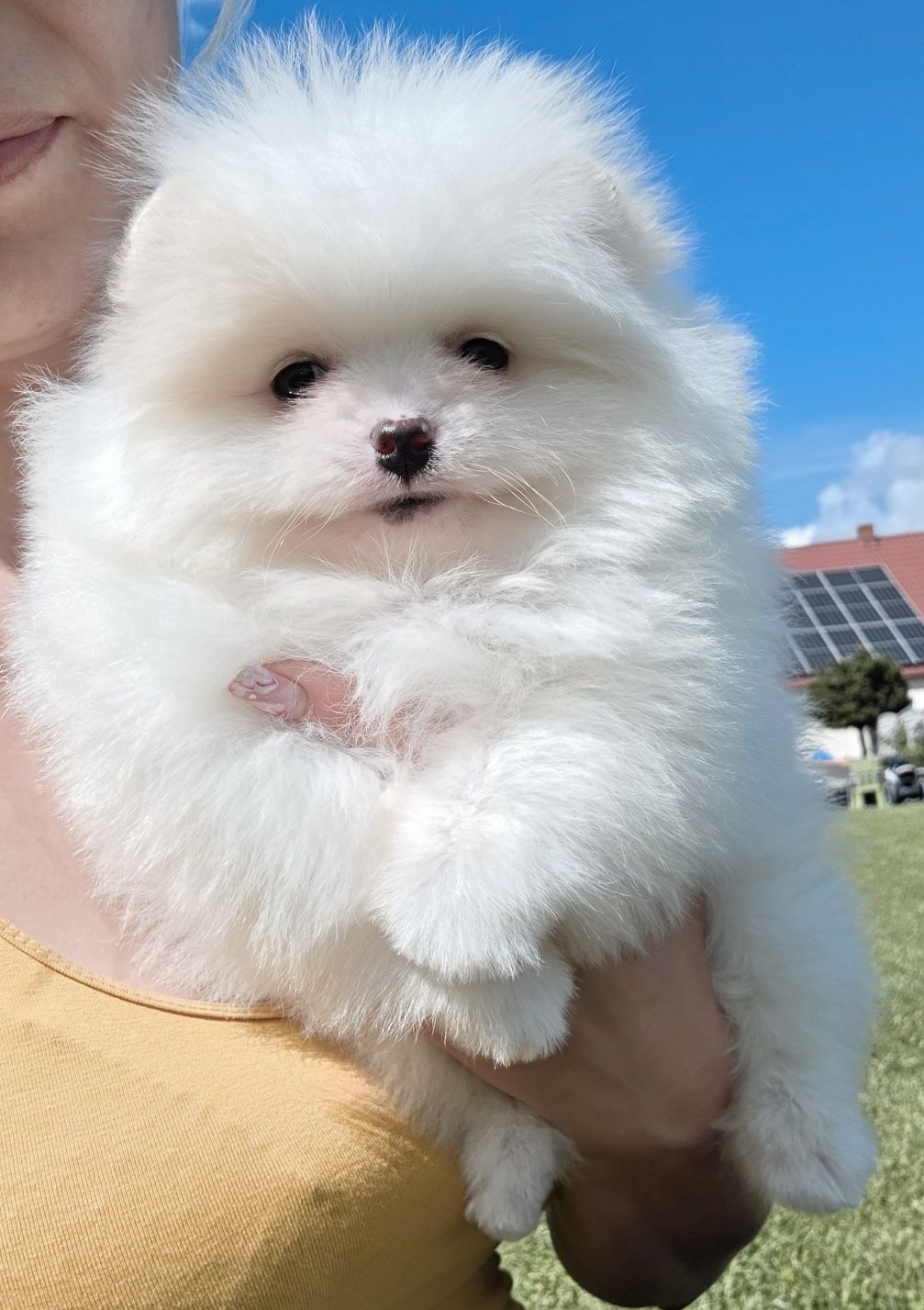Szpic miniaturowy Pomeranian BOO ZKwP