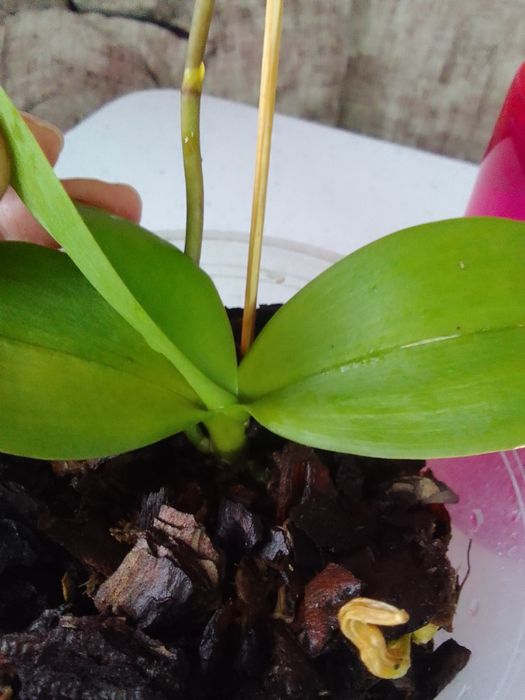 Продам орхидею из домашней коллекции.