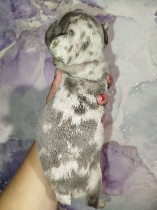 Два хлопчики французький бульдог