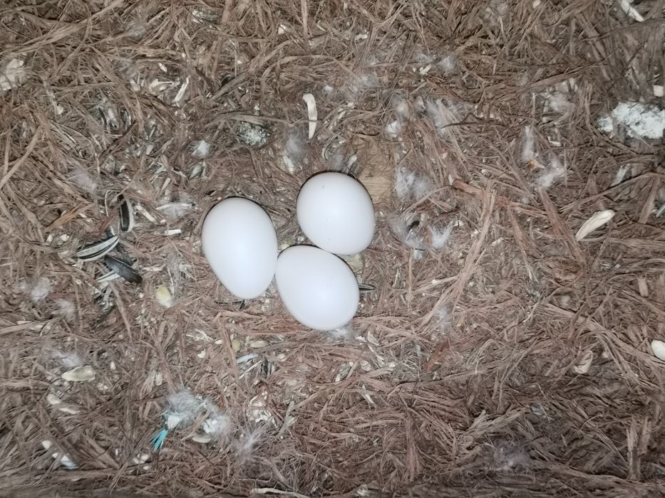 Casal reprodutor disponível