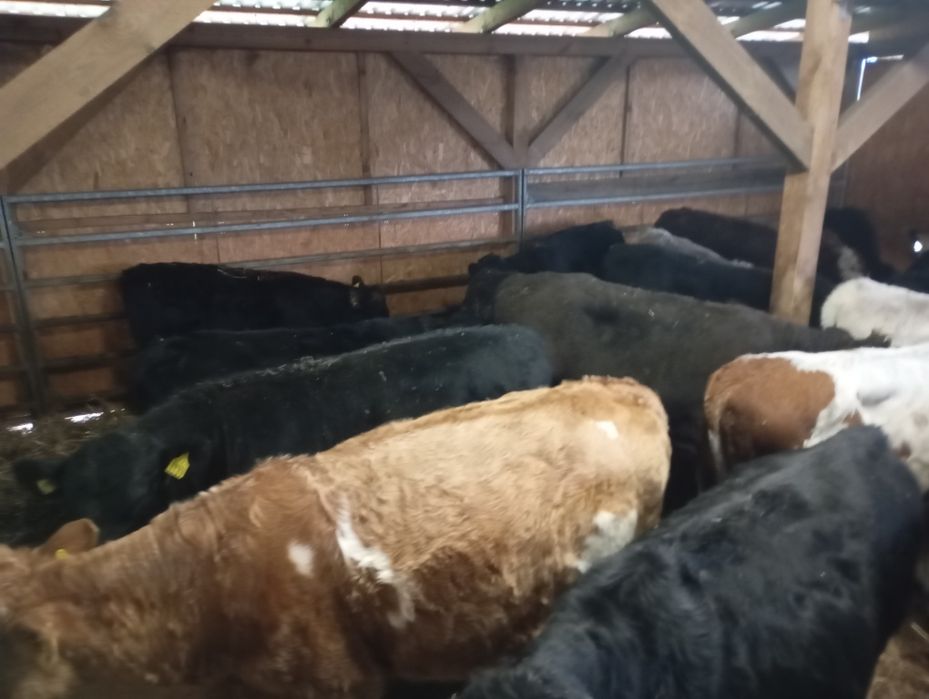 Byki na opas odsatki