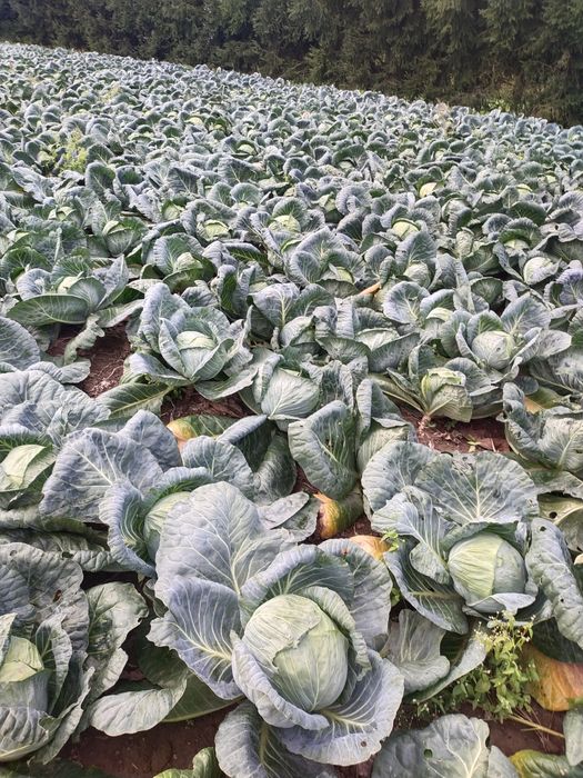 Warzywa z dostawą z własnego gospodarstwa