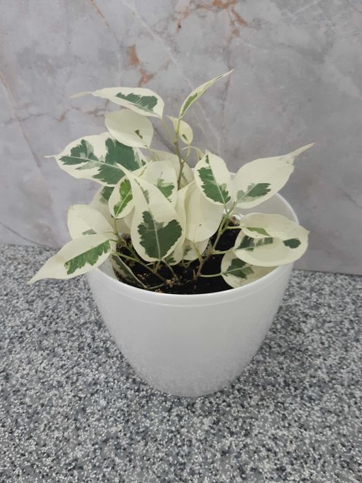 Кротон, спатифілум, аглонема та інші кімнатні рослини