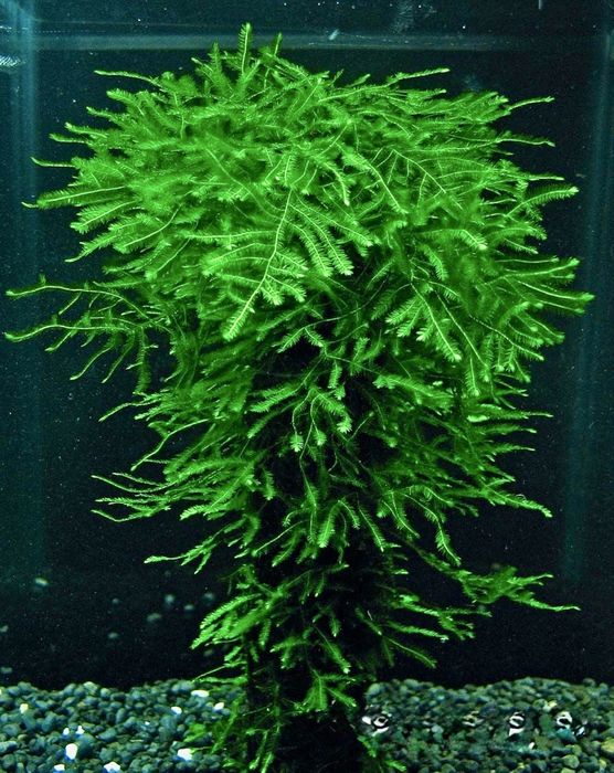 Musgo de java. Troco