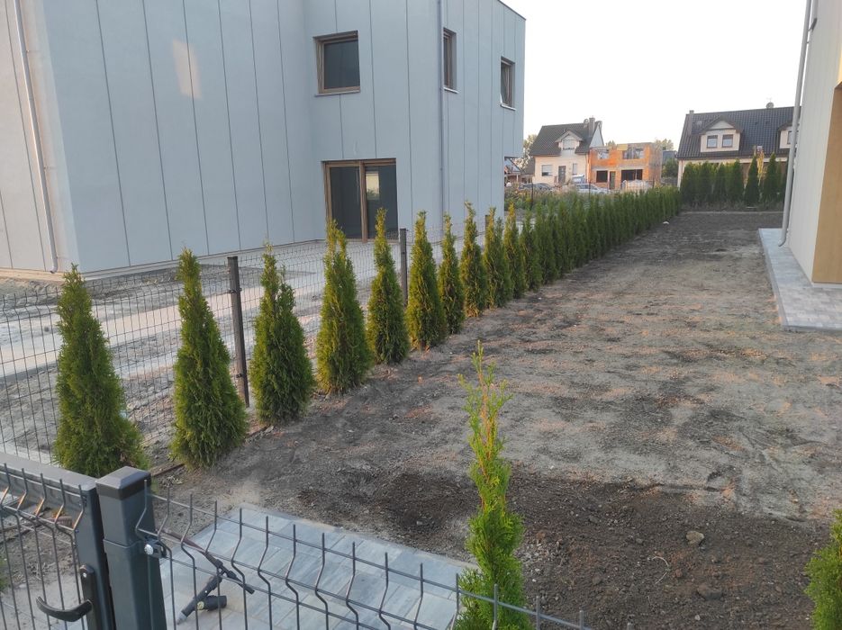 Tuje Szmaragd  140-160 cm LIKWIDACJA SZKÓŁKI