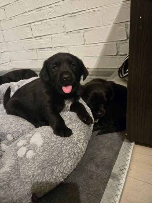 Цуценя спаніель (дівчатка)