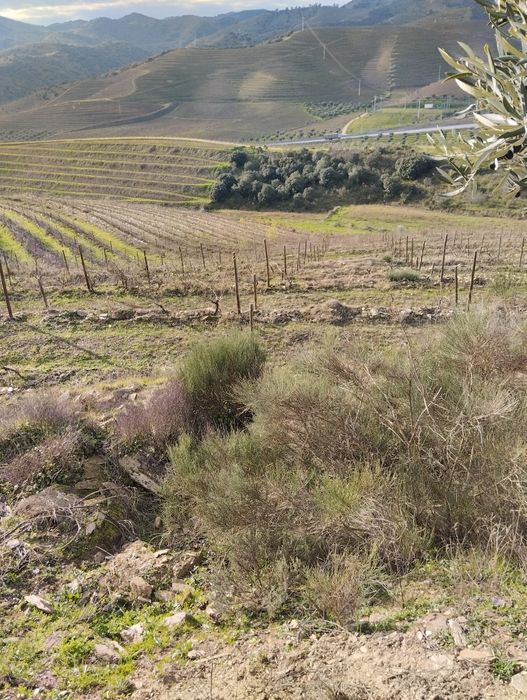 Vendo terreno com plantação de vinhas e amendoal - Muxagata