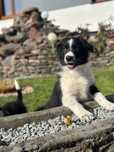 Piesek Border Collie czarnobiały