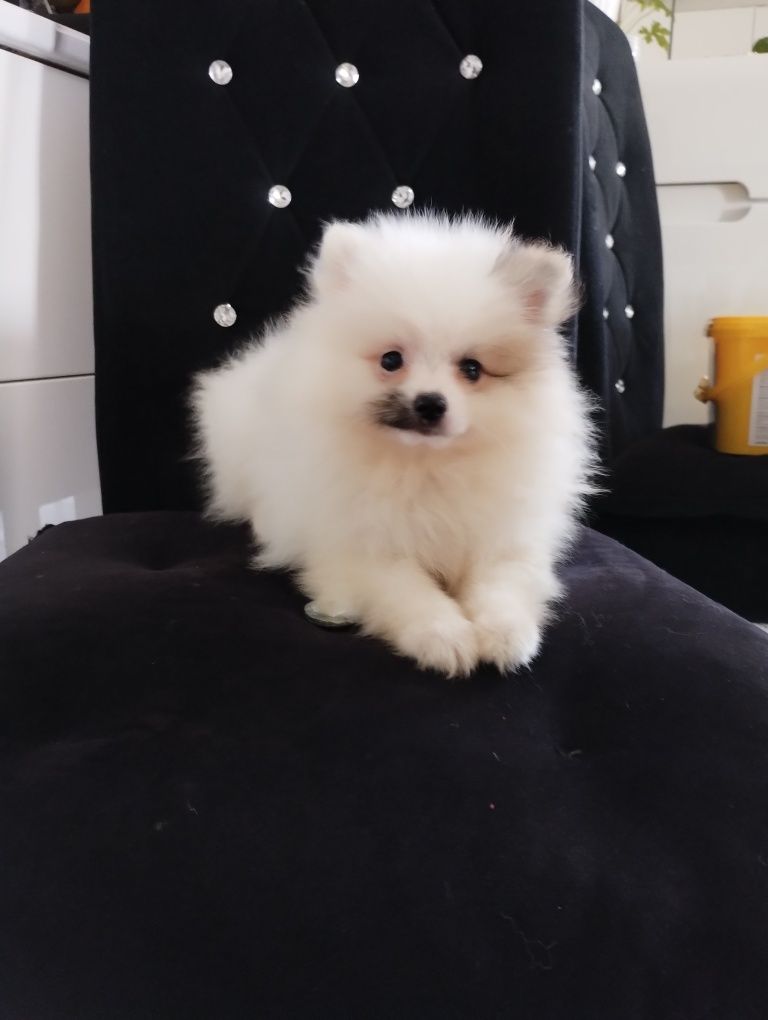 Szpic miniaturowy pomeranian jedyny taki