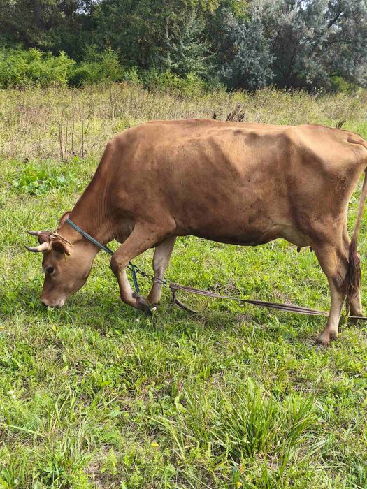 Корова джерси после первого отёла